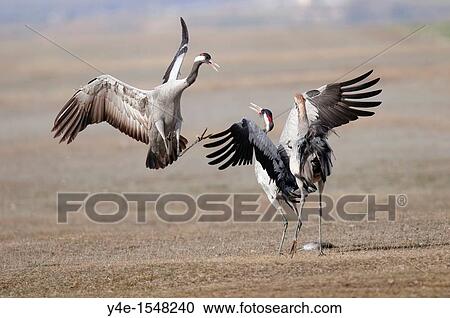 Grus grus, Gallocanta, Teruel province, Spain View Large Photo Image Stock Image - Grus grus, Gallocanta, Teruel province, Spain. Fotosearch