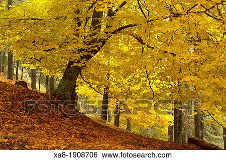Guadarrama National Park View Large Photo Image Stock Photograph - Guadarrama National Park. Fotosearch