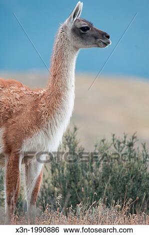 Guanaco and mountain range in the distance in Torres del Paine National Park Chile. View Large Photo Image Stock Photograph - Guanaco and mountain range in the distance in Torres del Paine National Park Chile.. Fotosearch