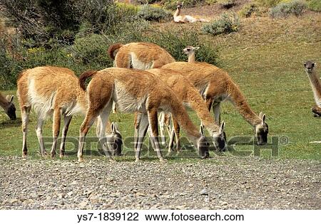 Stock Image - Guanaco herd at Parque Nacional Torres del Paine Guanaco, Lama guanicoe is a camelid native to South America, Patagonia, Chile, South America. Fotosearch
