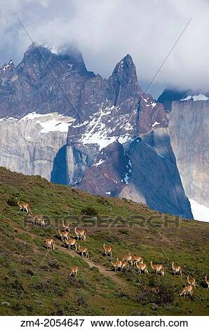 Guanaco (Lama guanicoe) herd with Paine Mountains in background in Torres del Paine National Park in Patagonia, Chile. View Large Photo Image Stock Photo - Guanaco (Lama guanicoe) herd with Paine Mountains in background in Torres del Paine National Park in Patagonia, Chile.. Fotosearch