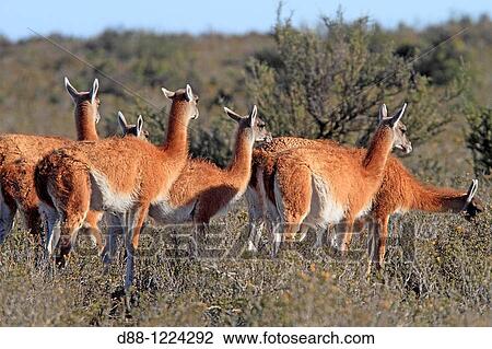 Stock Image - Guanaco Lama guanicoe or Lama glama guanicoe Order: Artiodactyles Family: Camelidae.. Fotosearch