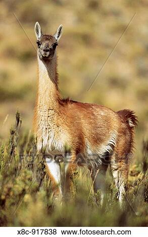 Stock Photo - Guanaco Lama guanicoe portrait, Chile Guanaco is a camelid and closely related to the domestic Lama and Alpaca America, South America, Chile, November 1999. Fotosearch