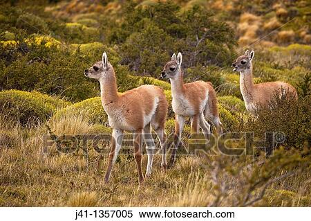 Guanaco Lama guanicoe youngsters, Parque Nacional Torres del Paine, Patagonia, Chile. View Large Photo Image Stock Photography - Guanaco Lama guanicoe youngsters, Parque Nacional Torres del Paine, Patagonia, Chile.. Fotosearch