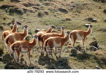 Guanacos (Lama guanicoe). Torres del Paine National Park. Chile. View Large Photo Image Stock Image - Guanacos (Lama guanicoe). Torres del Paine National Park. Chile.. Fotosearch