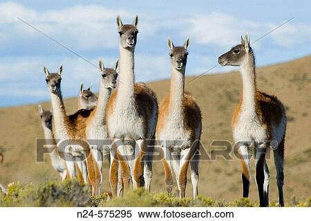 Guanacos. Patagonia, Argentina View Large Photo Image Stock Photography - Guanacos. Patagonia, Argentina. Fotosearch