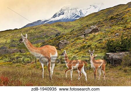 guanacos. torres paine national park View Large Photo Image Stock Photography - guanacos. torres paine national park. Fotosearch