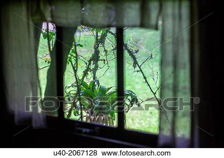 Guatemala, Alta Verapaz, bromelia through window curtain. View Large Photo Image Stock Photo - Guatemala, Alta Verapaz, bromelia through window curtain.. Fotosearch