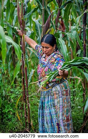 Guatemala, Comalapa, amyan woman cutting corn. View Large Photo Image Stock Photo - Guatemala, Comalapa, amyan woman cutting corn.. Fotosearch