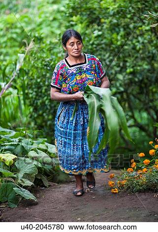 Stock Image - Guatemala, Comalapa< Mayan woman with corn leaves.. Fotosearch