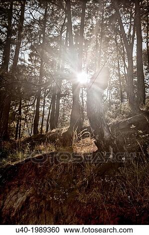 Guatemala, Comalapa, trees in the sunlight. View Large Photo Image Stock Image - Guatemala, Comalapa, trees in the sunlight.. Fotosearch