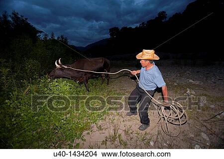 Guatemala, Huehuetenango, San Gaspar Ixchil, man with bull View Large Photo Image Picture - Guatemala, Huehuetenango, San Gaspar Ixchil, man with bull. Fotosearch