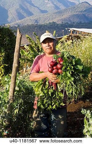 Guatemala, Organic farming View Large Photo Image Stock Photo - Guatemala, Organic farming. Fotosearch