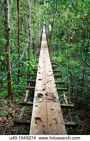 Picture - Guatemala, Rio Dulce, wooden suspension path through the jungle. Fotosearch