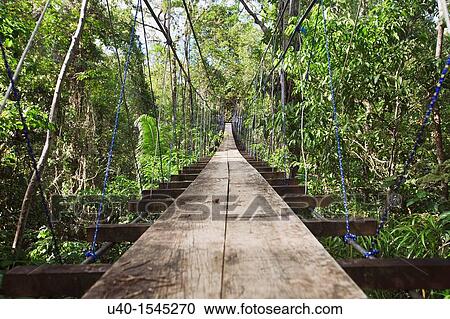 Stock Image - Guatemala, Rio Dulce, wooden suspension path through the jungle. Fotosearch
