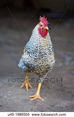 Guatemala, San Jose Poaquil, rooster. View Large Photo Image Stock Photography - Guatemala, San Jose Poaquil, rooster.. Fotosearch