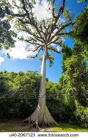 Guatemala, Tikal, sacred Cieba tree. View Large Photo Image Stock Image - Guatemala, Tikal, sacred Cieba tree.. Fotosearch