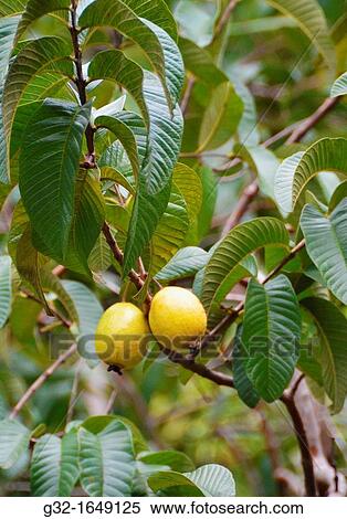 Guava fruit on tree (Psidium guajava) View Large Photo Image Stock Photography - Guava fruit on tree (Psidium guajava). Fotosearch