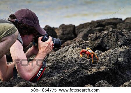 Guest Marco Chimienti from the Lindblad Expedition ship National Geographic Endeavour photographing a crab on Floreana Island in the Galapagos Islands, Ecuador Model release MC051712 View Large Photo Image Stock Photography - Guest Marco Chimienti from the Lindblad Expedition ship National Geographic Endeavour photographing a crab on Floreana Island in the Galapagos Islands, Ecuador Model release MC051712. Fotosearch