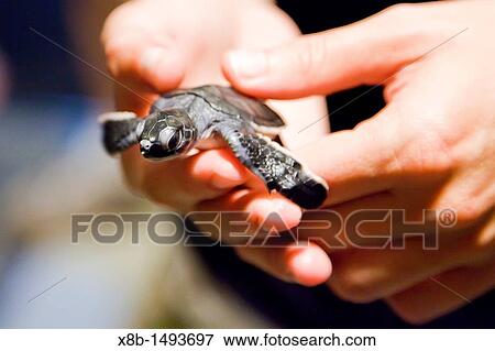Guests from the Lindblad Expeditions ship National Geographic Explorer holding a green sea turtle Chelonia mydas hatchling at night on Long Beach on Ascension Island in the Tropical Atlantic Ocean View Large Photo Image Stock Photo - Guests from the Lindblad Expeditions ship National Geographic Explorer holding a green sea turtle Chelonia mydas hatchling at night on Long Beach on Ascension Island in the Tropical Atlantic Ocean. Fotosearch