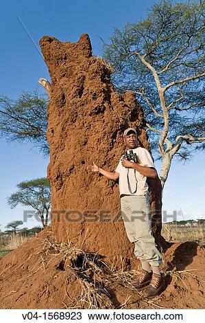 Guide explaining the construction of a termite mound, Tarangire National Park, Tanzania, Africa View Large Photo Image Stock Image - Guide explaining the construction of a termite mound, Tarangire National Park, Tanzania, Africa. Fotosearch