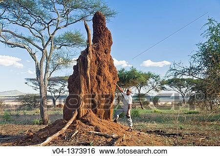 Guide explaining the construction of a termite mound, Tarangire National Park, Tanzania, Africa View Large Photo Image Stock Photograph - Guide explaining the construction of a termite mound, Tarangire National Park, Tanzania, Africa. Fotosearch