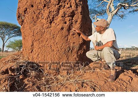 Guide explaining the construction of a termite mound, Tarangire National Park, Tanzania, Africa View Large Photo Image Stock Photograph - Guide explaining the construction of a termite mound, Tarangire National Park, Tanzania, Africa. Fotosearch