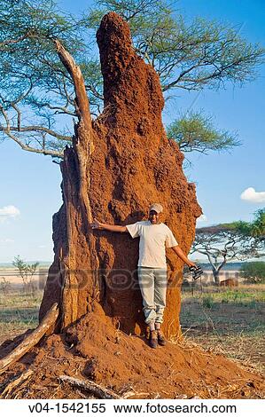 Guide explaining the construction of a termite mound, Tarangire National Park, Tanzania, Africa View Large Photo Image Stock Photography - Guide explaining the construction of a termite mound, Tarangire National Park, Tanzania, Africa. Fotosearch