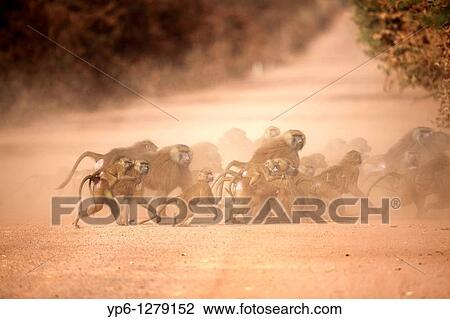 Guinea Baboon, Papio papio, group crossing dirt road, The Gambia View Large Photo Image Stock Image - Guinea Baboon, Papio papio, group crossing dirt road, The Gambia. Fotosearch