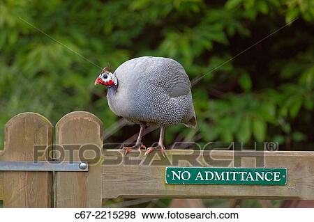 Guinea Fowl sitting on fence free range Norfolk UK. View Large Photo Image Stock Photo - Guinea Fowl sitting on fence free range Norfolk UK.. Fotosearch