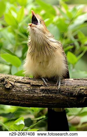 Stock Photo - Guira Cuckoo, Guira guira, captive, Germany.. Fotosearch