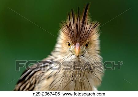 Guira Cuckoo, Guira guira, captive, Germany. View Large Photo Image Stock Photograph - Guira Cuckoo, Guira guira, captive, Germany.. Fotosearch