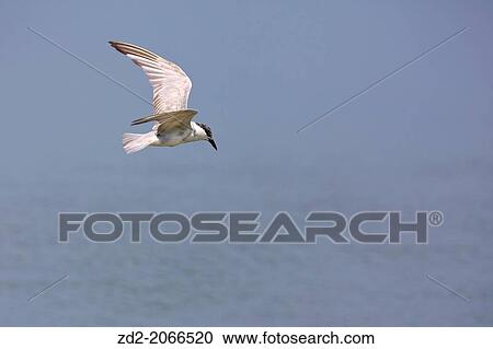 Gull-billed Tern (Gelochelidon nilotica) flying and searching for a prey. Laem Pak Bia. Petchaburi province. Thailand. View Large Photo Image Stock Image - Gull-billed Tern (Gelochelidon nilotica) flying and searching for a prey. Laem Pak Bia. Petchaburi province. Thailand.. Fotosearch