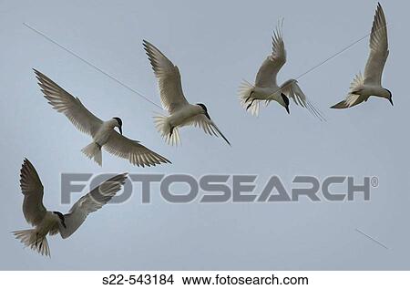 Gull-billed Tern (Sterna nilotica) adult in flight, searching for food. La Albufera. Valencia province. Spain View Large Photo Image Picture - Gull-billed Tern (Sterna nilotica) adult in flight, searching for food. La Albufera. Valencia province. Spain. Fotosearch