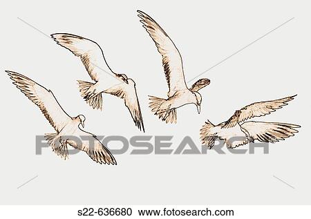 Stock Image - Gull-billed Tern (Sterna nilotica), sequence of the bird flying. Fotosearch