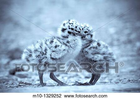 Stock Image - Gull chicks. Fotosearch