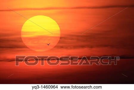 Picture - Gull crossing in front of the sun at sunrise. Fotosearch
