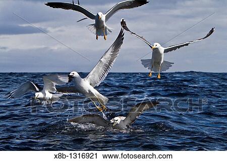 Gull feeding frenzy on baitball off Fugloy Island in the Faroe Islands, North Atlantic Ocean View Large Photo Image Stock Image - Gull feeding frenzy on baitball off Fugloy Island in the Faroe Islands, North Atlantic Ocean. Fotosearch