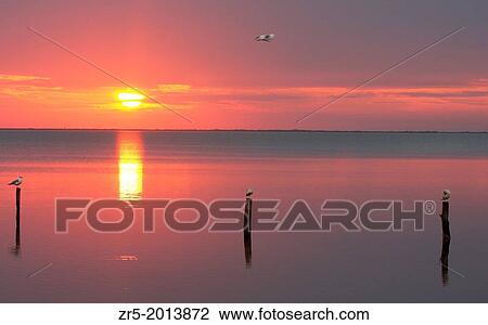 Stock Image - Gulls on posts in water during sunrise, Florida, USA.. Fotosearch