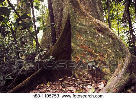 Stock Image - Gyranthera caribensis Pittier tree with buttressed roots, Henri Pittier National Park, Venezuela. Fotosearch