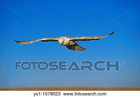 Stock Image - Gyrfalcon, falco rusticolus, Adult in Flight against Blue Sky, Canada. Fotosearch