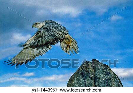 GYRFALCON falco rusticolus, ADULT TAKING OFF FROM ROCK, CANADA View Large Photo Image Stock Photo - GYRFALCON falco rusticolus, ADULT TAKING OFF FROM ROCK, CANADA. Fotosearch
