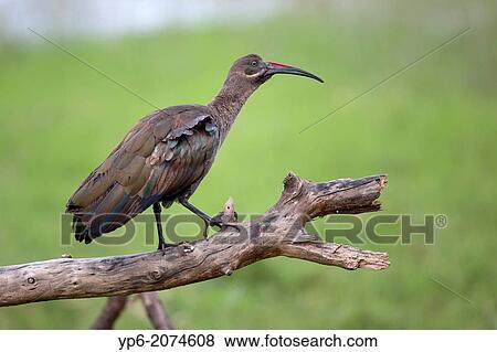 Stock Photo - Hadada Ibis (Bostrychia hagedash) perched on branch, Lake Nakuru National Park, Kenya.. Fotosearch