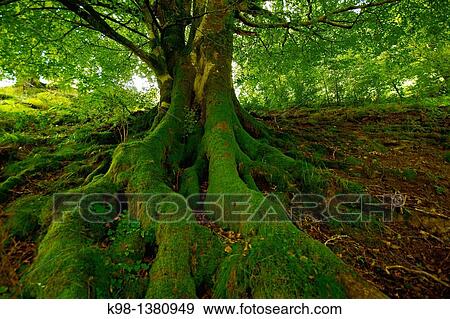 Hague, Fagus sylvatica, Sorogain, Grand tour 11, Navarra Pyrenees Mountains Spain View Large Photo Image Stock Photo - Hague, Fagus sylvatica, Sorogain, Grand tour 11, Navarra Pyrenees Mountains Spain. Fotosearch