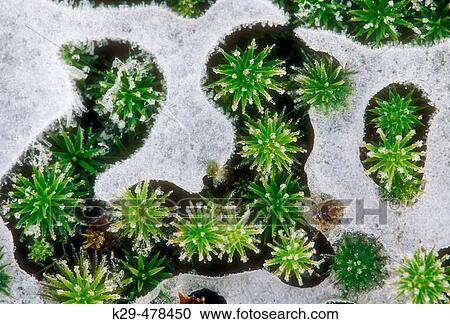 Hair cap moss, Polytrichium commune. Frosted moss trapped in early-winter ice. Lively. Ontario, Canada View Large Photo Image Stock Image - Hair cap moss, Polytrichium commune. Frosted moss trapped in early-winter ice. Lively. Ontario, Canada. Fotosearch