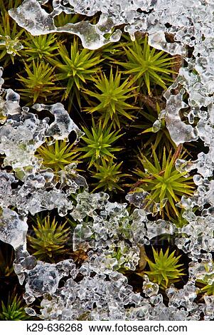 Hair Cap Moss (Polytrichium Commune) with crust of early winter snow View Large Photo Image Stock Photo - Hair Cap Moss (Polytrichium Commune) with crust of early winter snow. Fotosearch