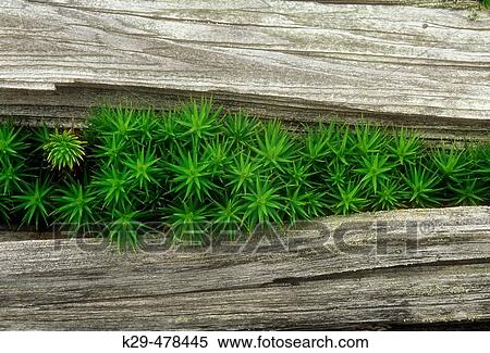 Stock Photography - Hair cap moss, Polytrichium commune. Colony of moss growing through crack in dead wood. Walden. Ontario, Canada. Fotosearch