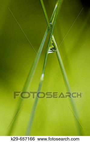 Hair grass (Deschampsia spp. ) stalks with raindrop View Large Photo Image Stock Photograph - Hair grass (Deschampsia spp. ) stalks with raindrop. Fotosearch
