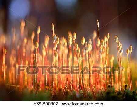 Stock Image - Haircap moss (Polytrichum) with sporophytes capsules, in evening light. Byske. Vasterbotten. Sweden.. Fotosearch