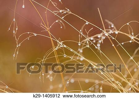 Hairgrass stalks with raindrops View Large Photo Image Stock Image - Hairgrass stalks with raindrops. Fotosearch